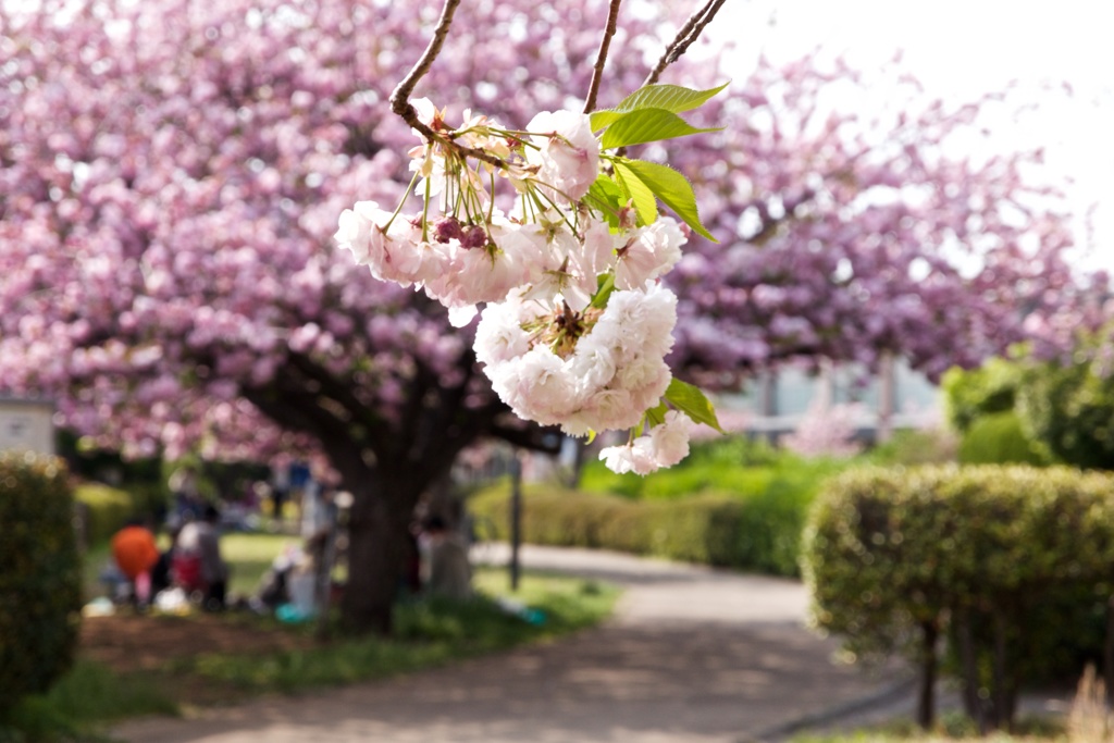 桜の午後