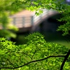 緑枠