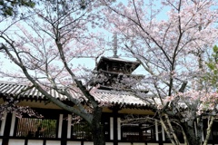 桜を纏った五重塔