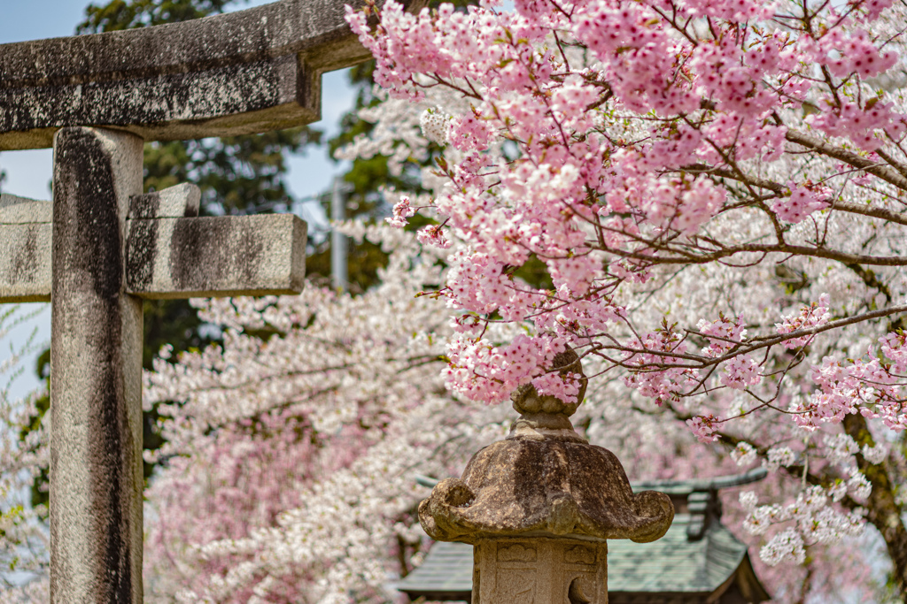 鳥居と桜