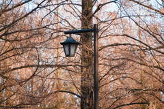 メタセコイアと一年