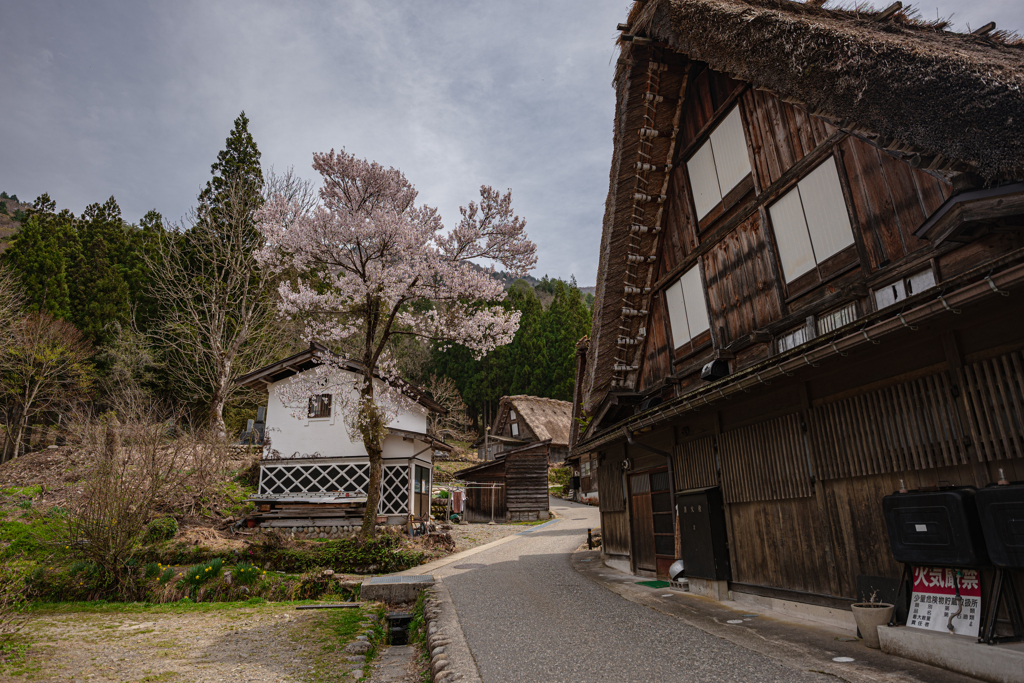 合掌造りと桜