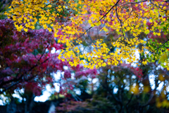 黄葉と紅葉