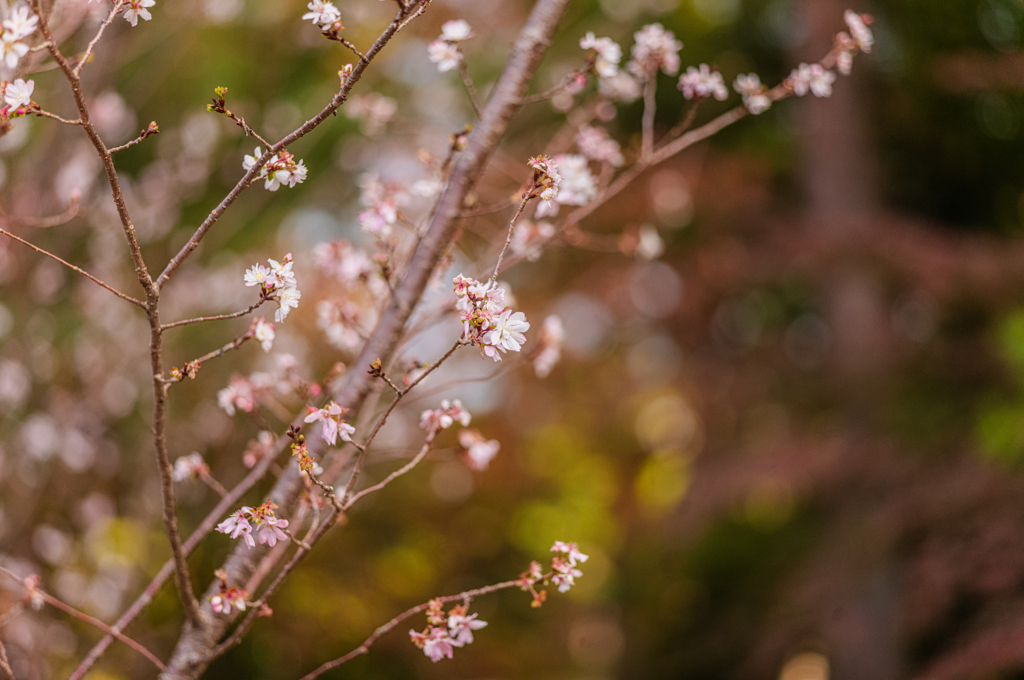 十月桜