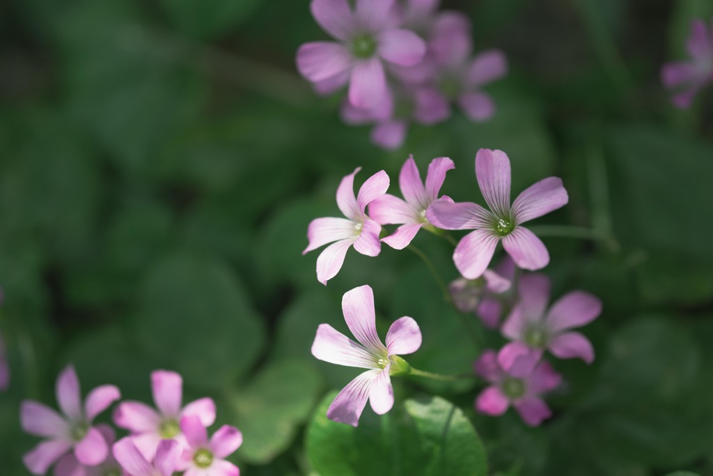 楽しげな花