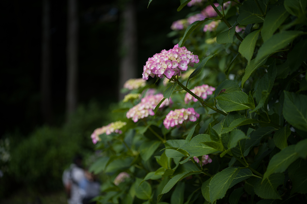 紫陽花の小径