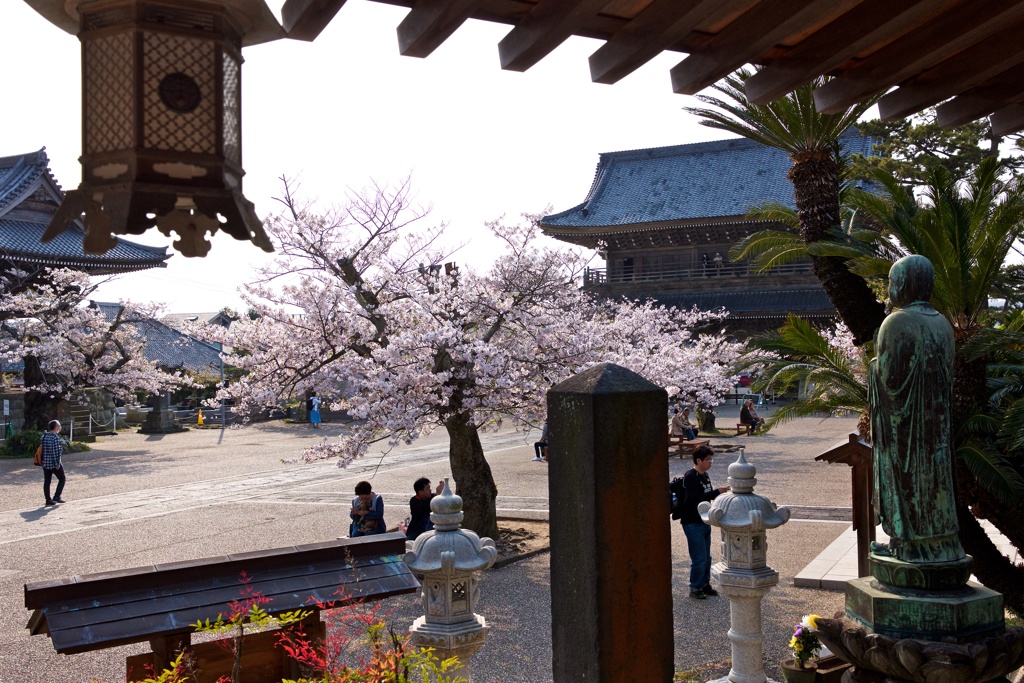 光明寺の桜