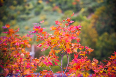 紅葉はじめ