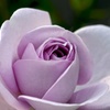 紫の薔薇ふたたび