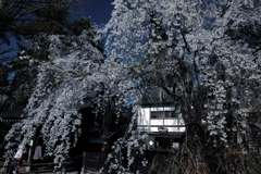 枝垂れ桜と普通の家