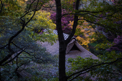 旧荻野家の紅葉