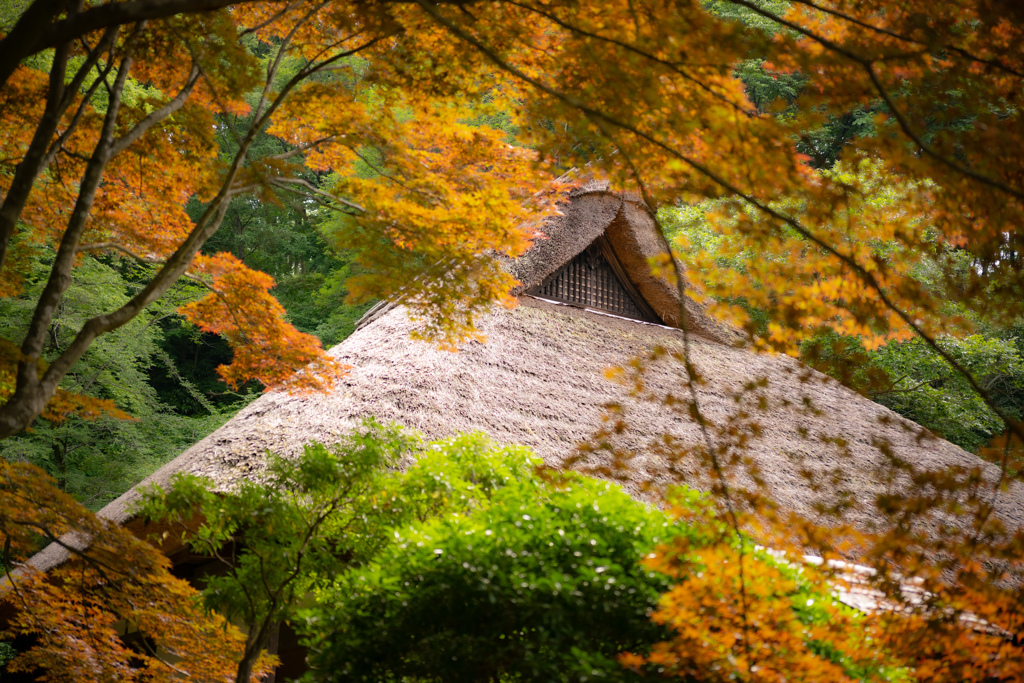 真夏の紅葉