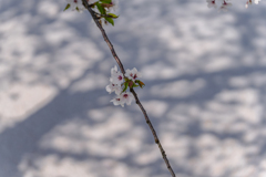 花筏に映える