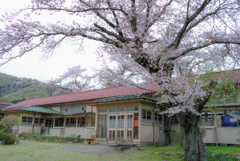 はいこうの桜