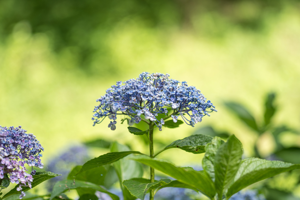 ウズ紫陽花