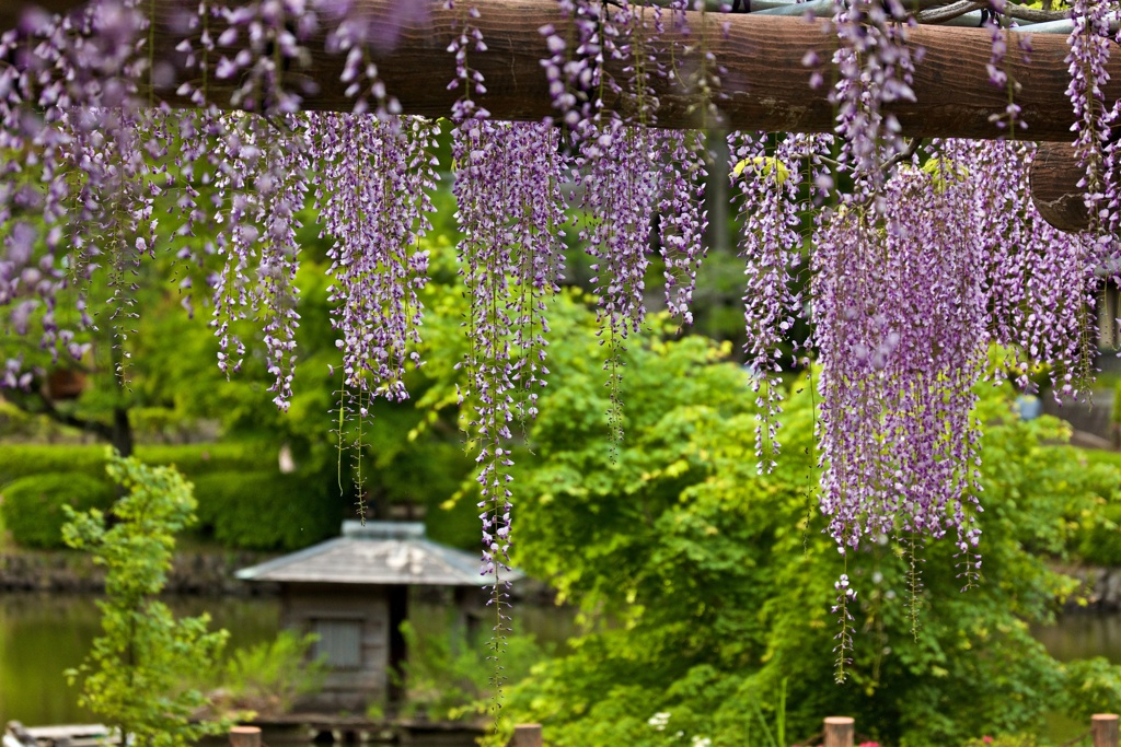 藤の天井