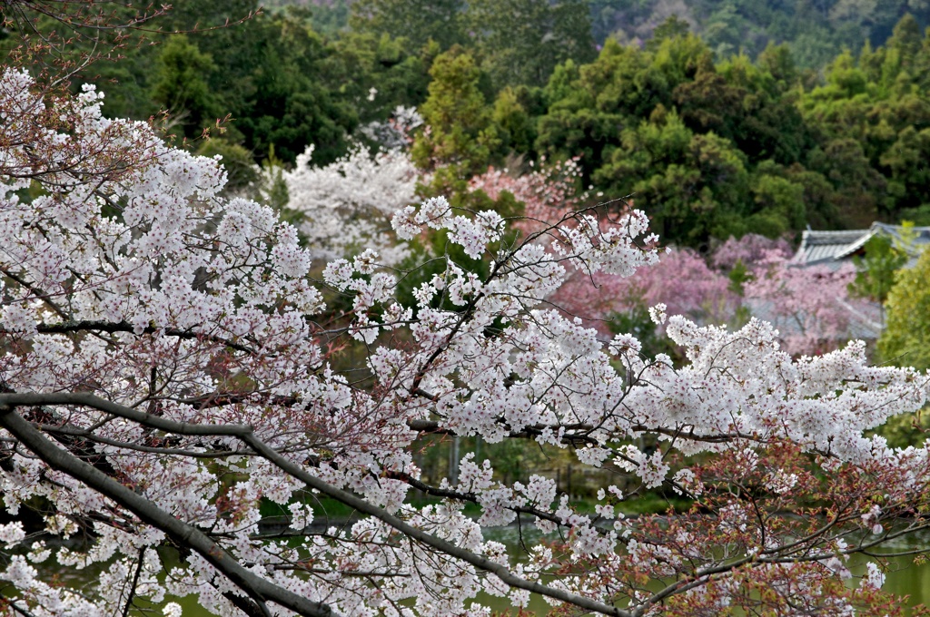 寺院に池に桜