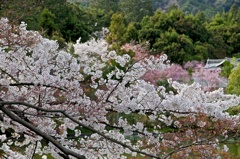 寺院に池に桜