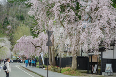 角館の枝垂れ桜