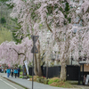 角館の枝垂れ桜