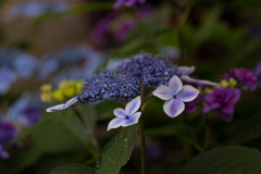 Colorful Hydrangea