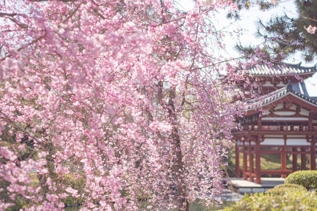 枝垂れ桜と鳳凰堂