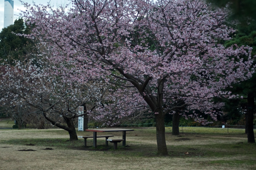 寒桜