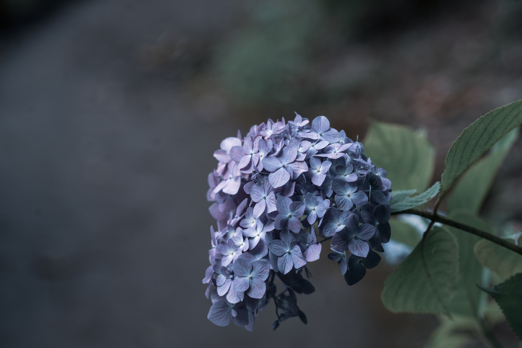 深淵な紫陽花