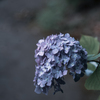 深淵な紫陽花