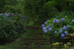 紫陽花の小径