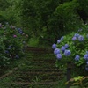 紫陽花の小径