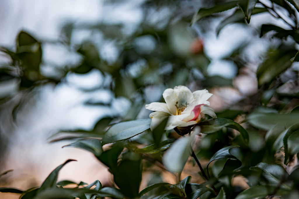 冬の花