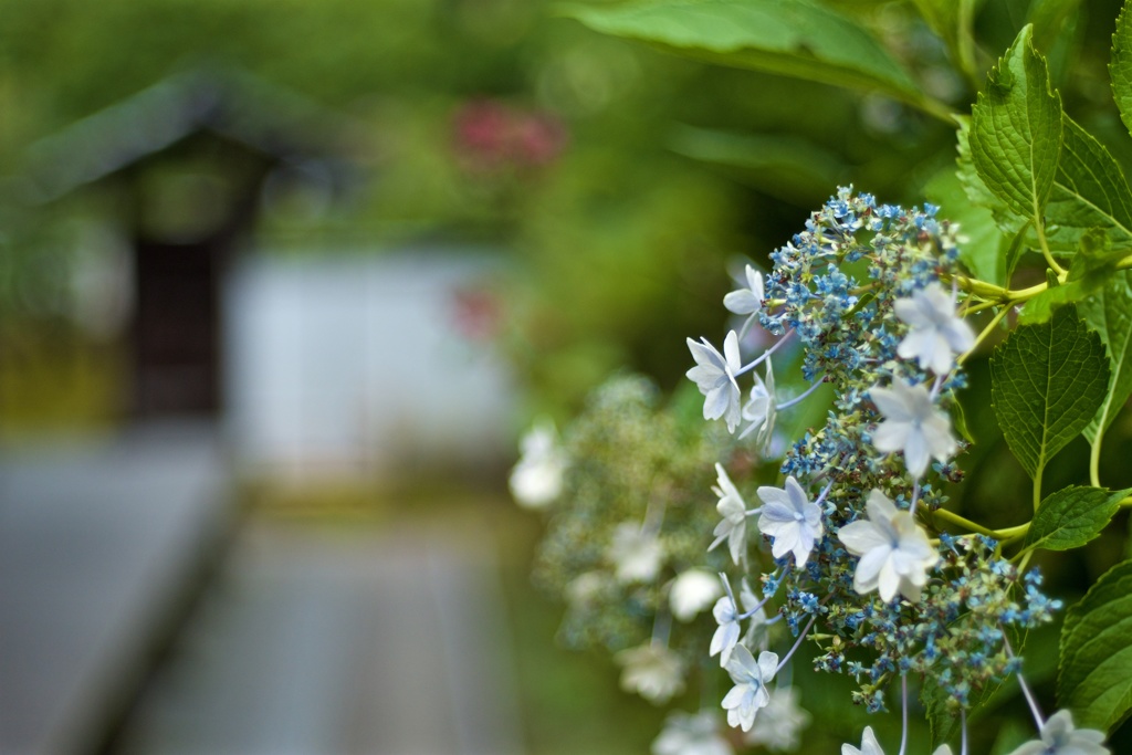 紫陽花の小径