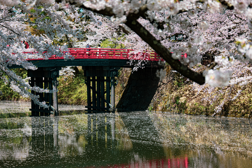 桜と赤の映り込み