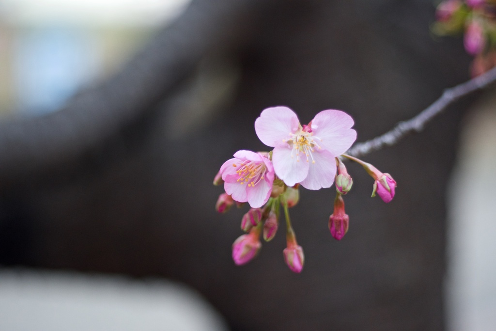 河津桜