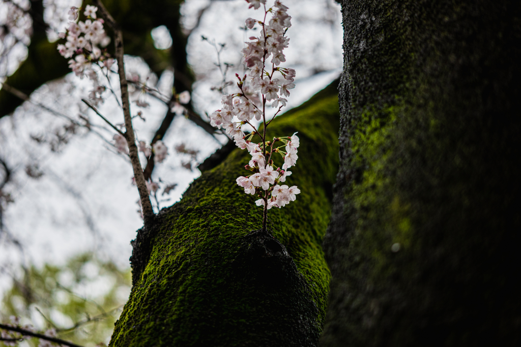 雨桜