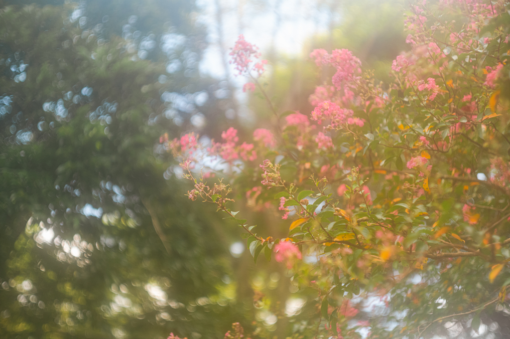 夏の日差しと花