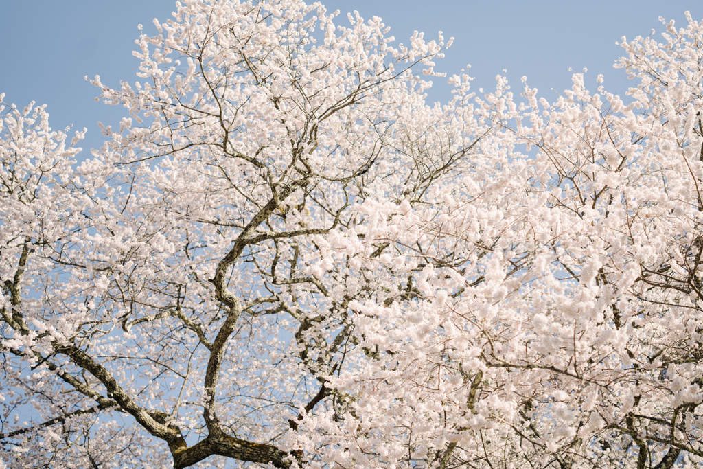 番所の桜