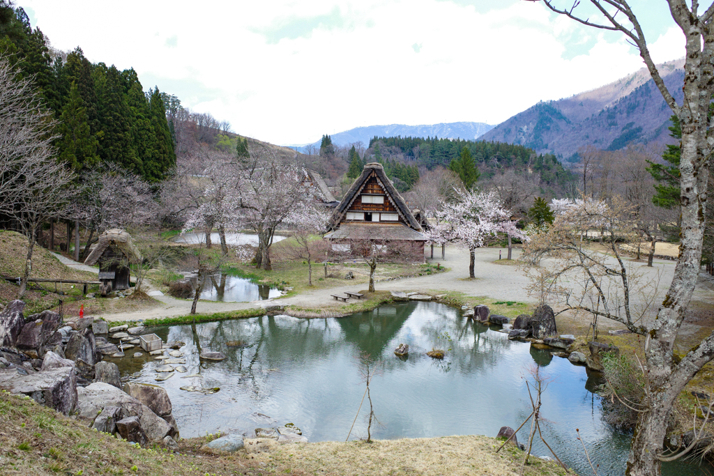 合掌造りと桜