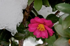 雪と椿