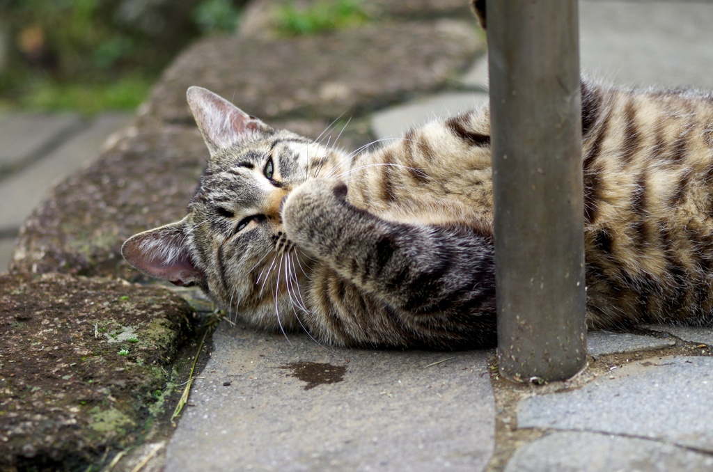 だらだらの君