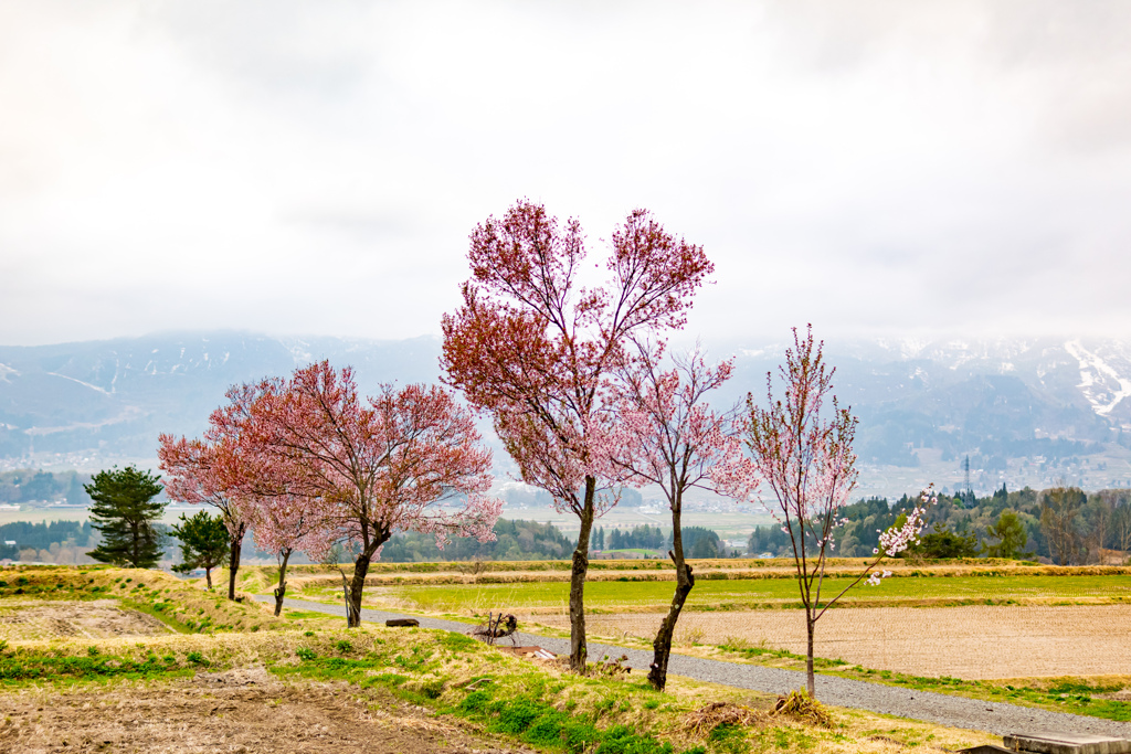 桜兄弟