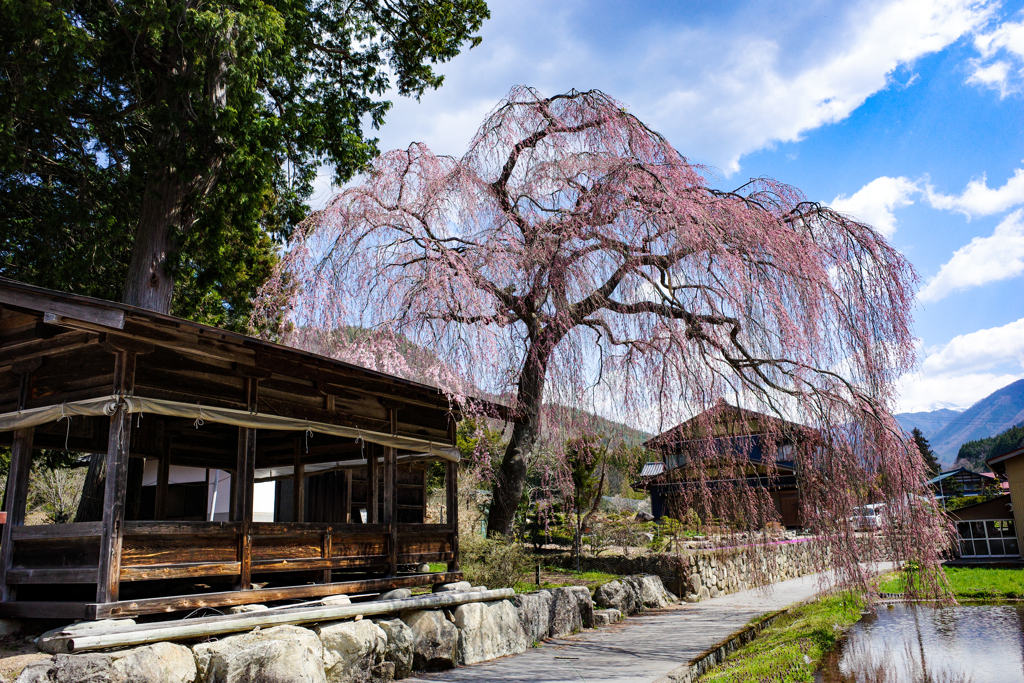 青屋神明神社のしだれ桜