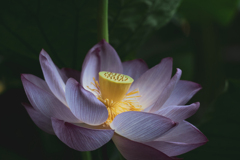 静かな開花