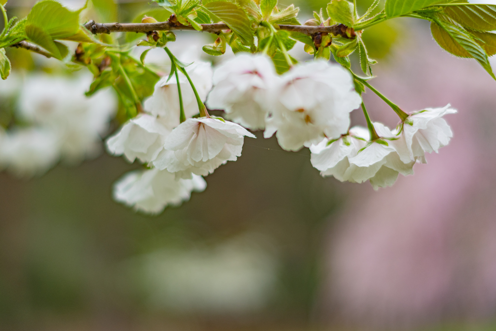 可愛い桜