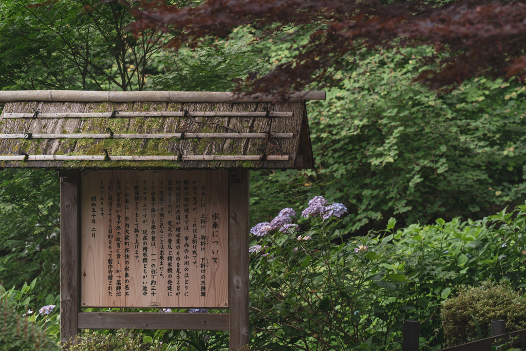 梅雨の候