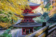 紅葉の影