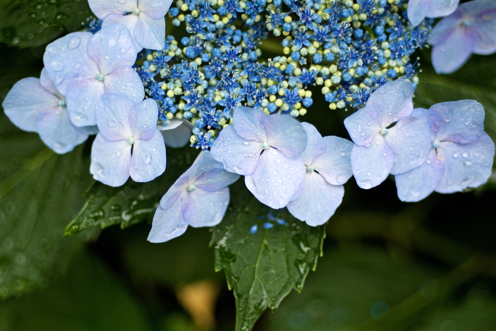 紫陽花