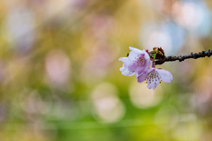 熱海寒桜