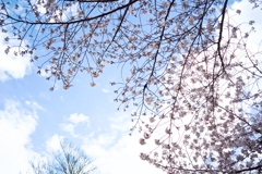 空模様　桜模様
